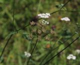 Torilis japonica