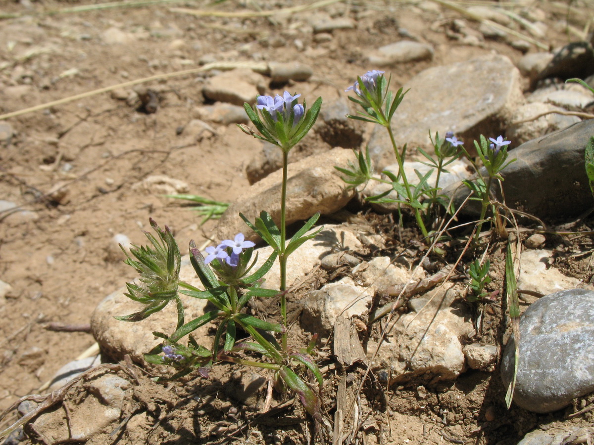 Изображение особи Asperula setosa.