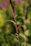 Campanula bononiensis. Часть стебля с листьями. Татарстан, Новошешминский р-н, остепненный луг на увале в окр. села Татарское Утяшкино. 4 июля 2016 г.