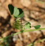 Medicago orbicularis