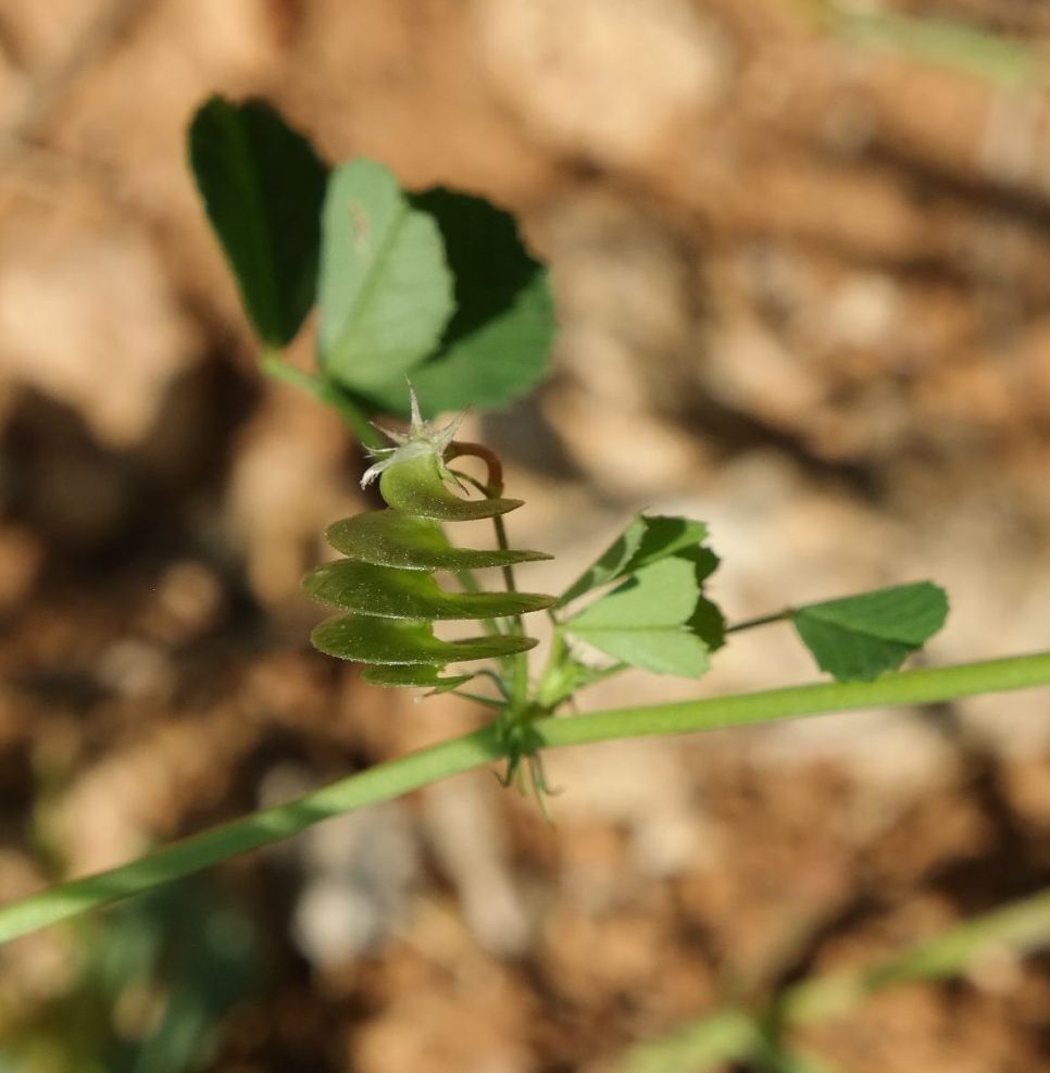 Image of Medicago orbicularis specimen.