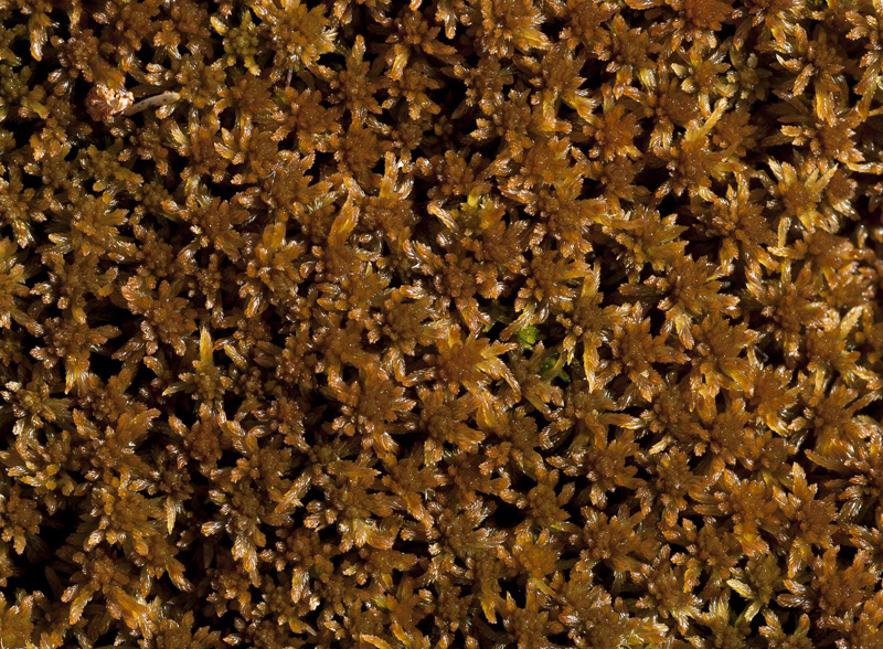 Image of Sphagnum fuscum specimen.