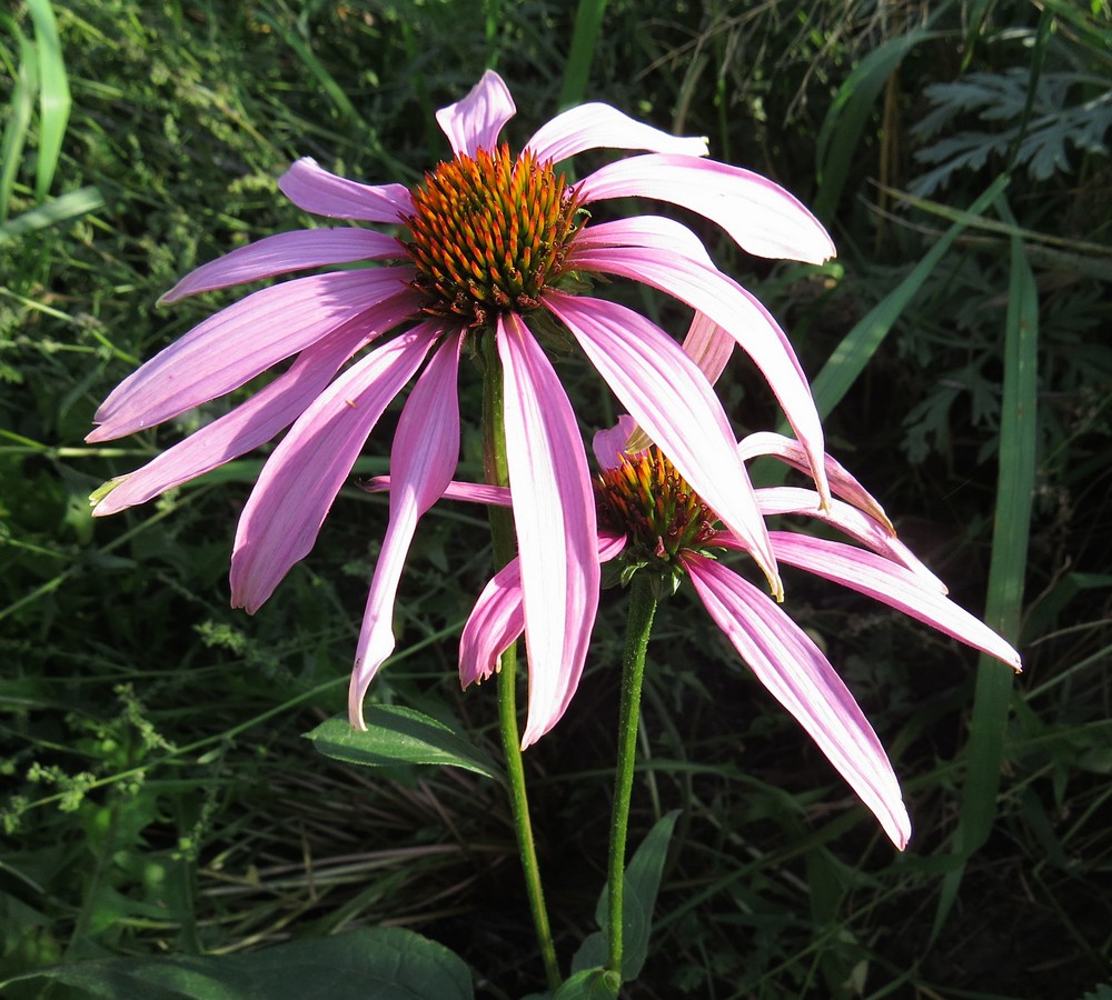 Изображение особи Echinacea purpurea.