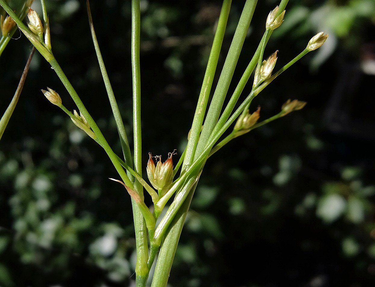 Image of Juncus papillosus specimen.