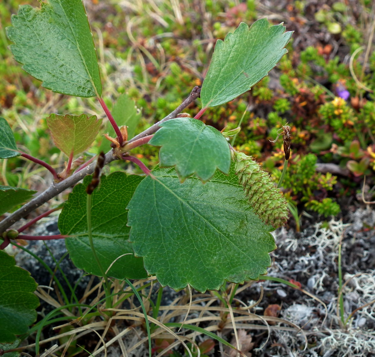 Изображение особи род Betula.