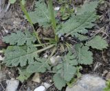 Salvia verbenaca