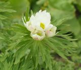 Anemonastrum fasciculatum. Верхушка цветущего растения. Краснодарский край, Адлерский р-н, окр. пос. Красная Поляна, гора Аибга, пик Чёрная Пирамида, растение выросло рядом с тающим снежником, выс. ≈ 2000 м н.у.м. 19.09.2016.