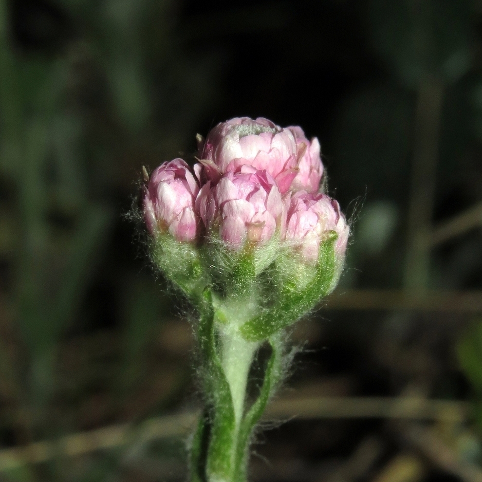 Image of Antennaria dioica specimen.