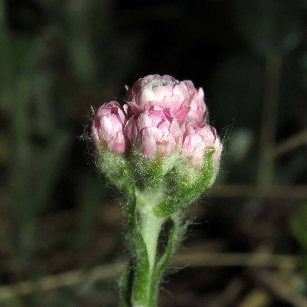 Изображение особи Antennaria dioica.