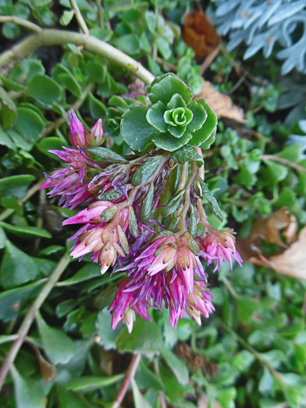 Image of Sedum spurium specimen.