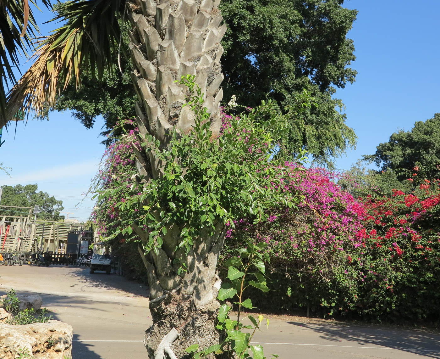 Image of Ficus microcarpa specimen.