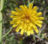 Hieracium robustum. Раскрывшееся соцветие. Восточный Казахстан, Глубоковский р-н, окр. с. Бобровка, сопка. 07.08.2014.