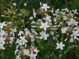 Saponaria officinalis. Соцветия. Иркутская обл., окр. Иркутска. 02.07.2016.