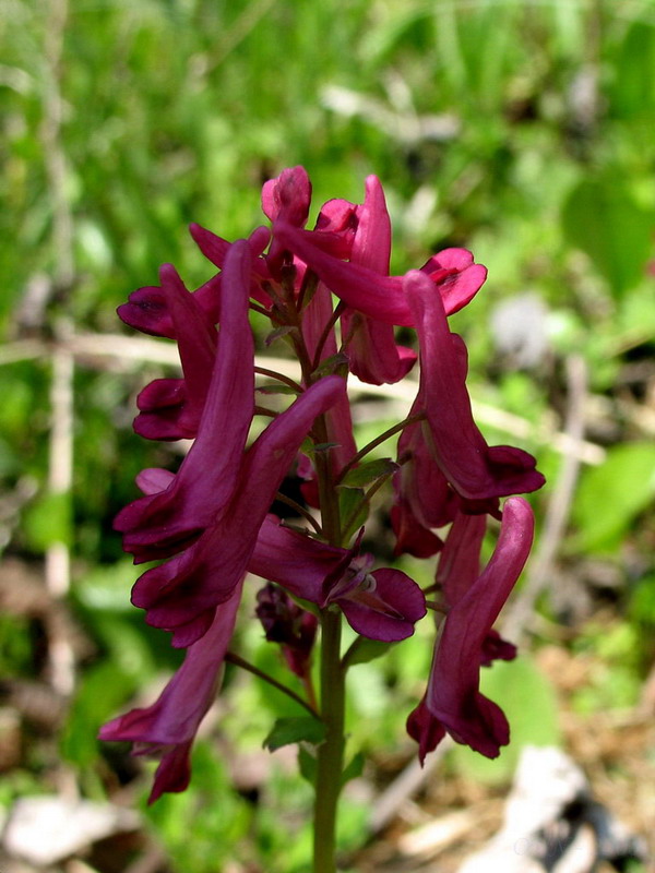 Изображение особи Corydalis buschii.