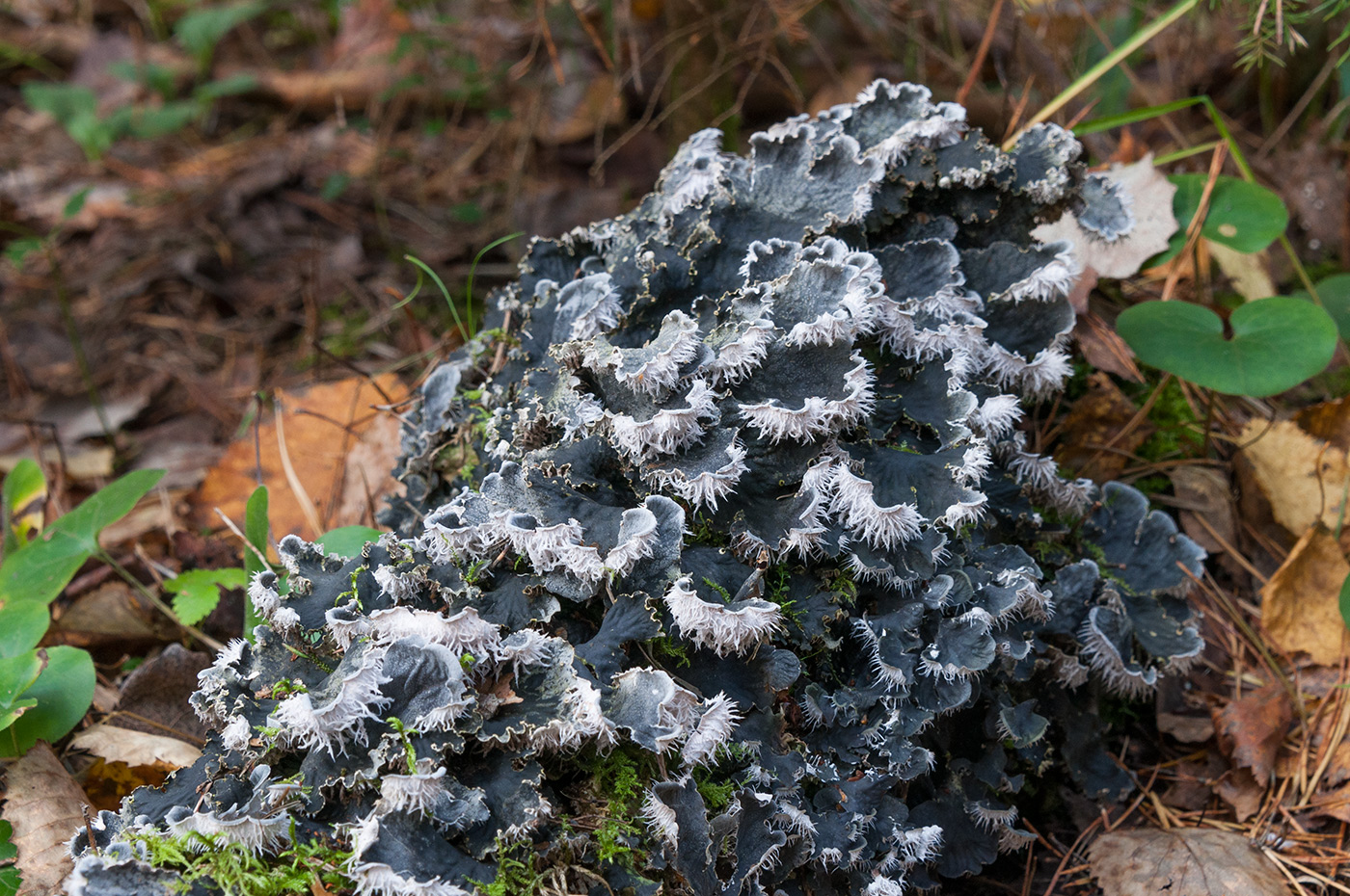 Image of Peltigera membranacea specimen.