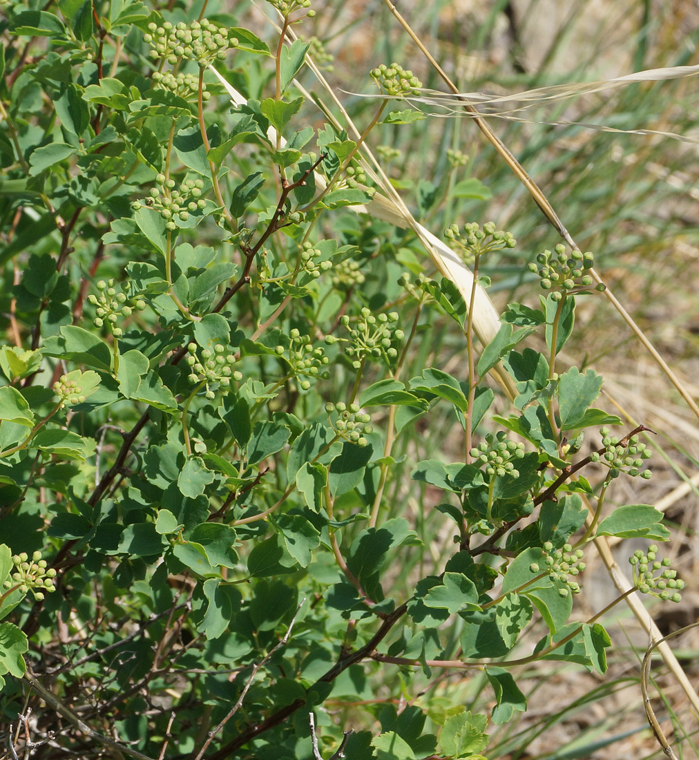 Изображение особи Spiraea trilobata.