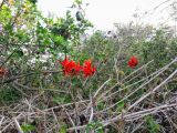 Erythrina corallodendron