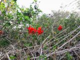 Erythrina corallodendron. Часть кроны цветущего дерева. Израиль, г. Бат-Ям, в культуре. 04.12.2016.