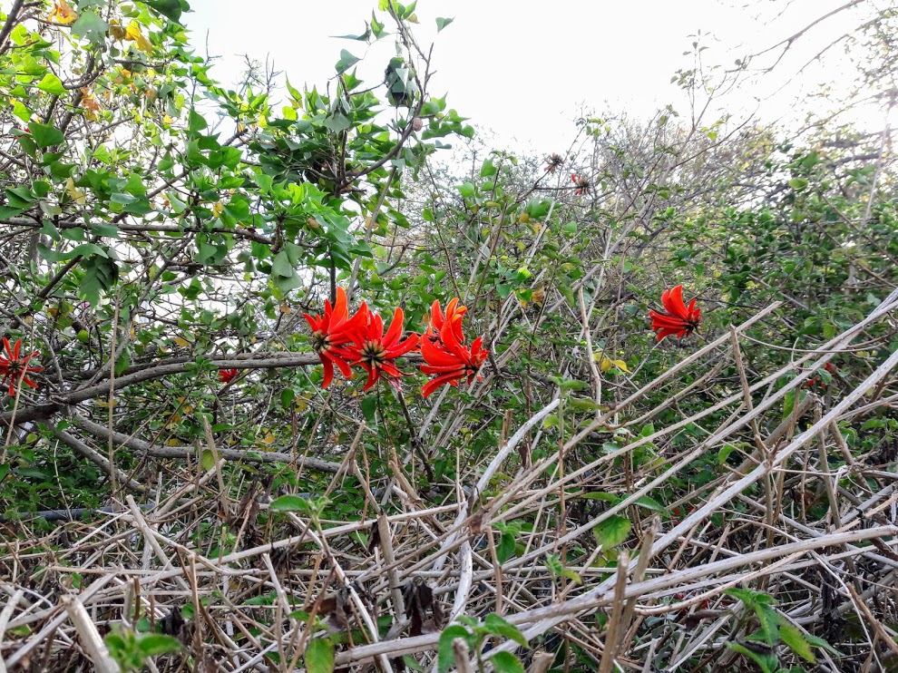 Изображение особи Erythrina corallodendron.