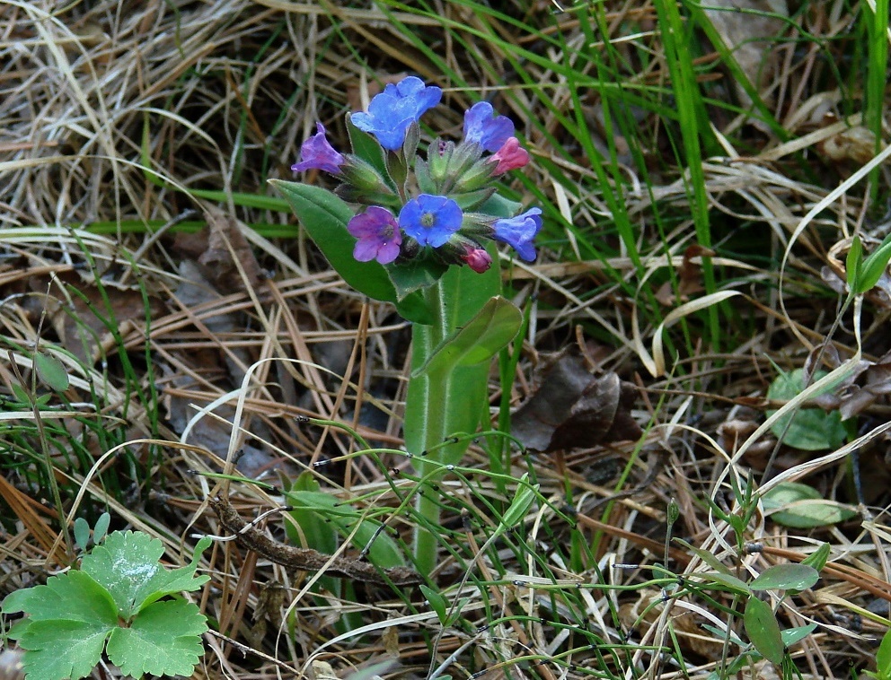 Изображение особи Pulmonaria mollis.