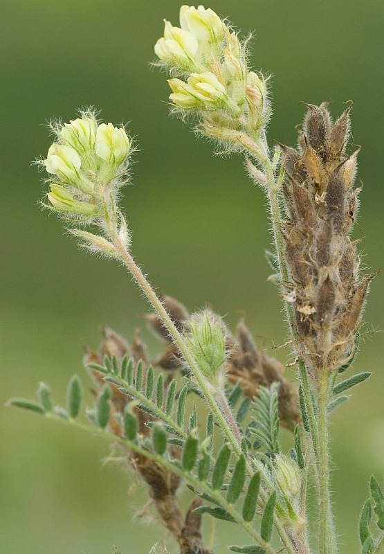 Image of Oxytropis pilosa specimen.