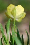 Ranunculus arvensis