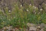 Teesdalia coronopifolia