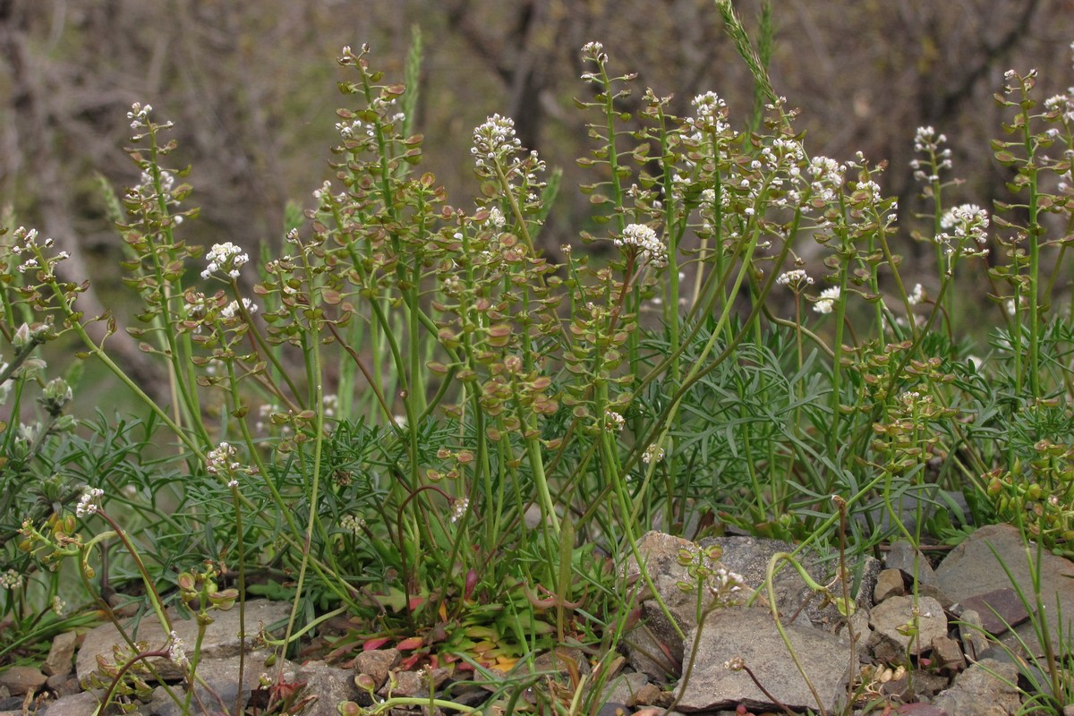 Image of Teesdalia coronopifolia specimen.