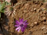 Xeranthemum annuum