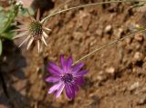 Xeranthemum annuum. Верхушки побегов с соцветиями. Украина, Запорожская обл., Черниговский р-н, Стульневский гранитный карьер. 31.07.2016.