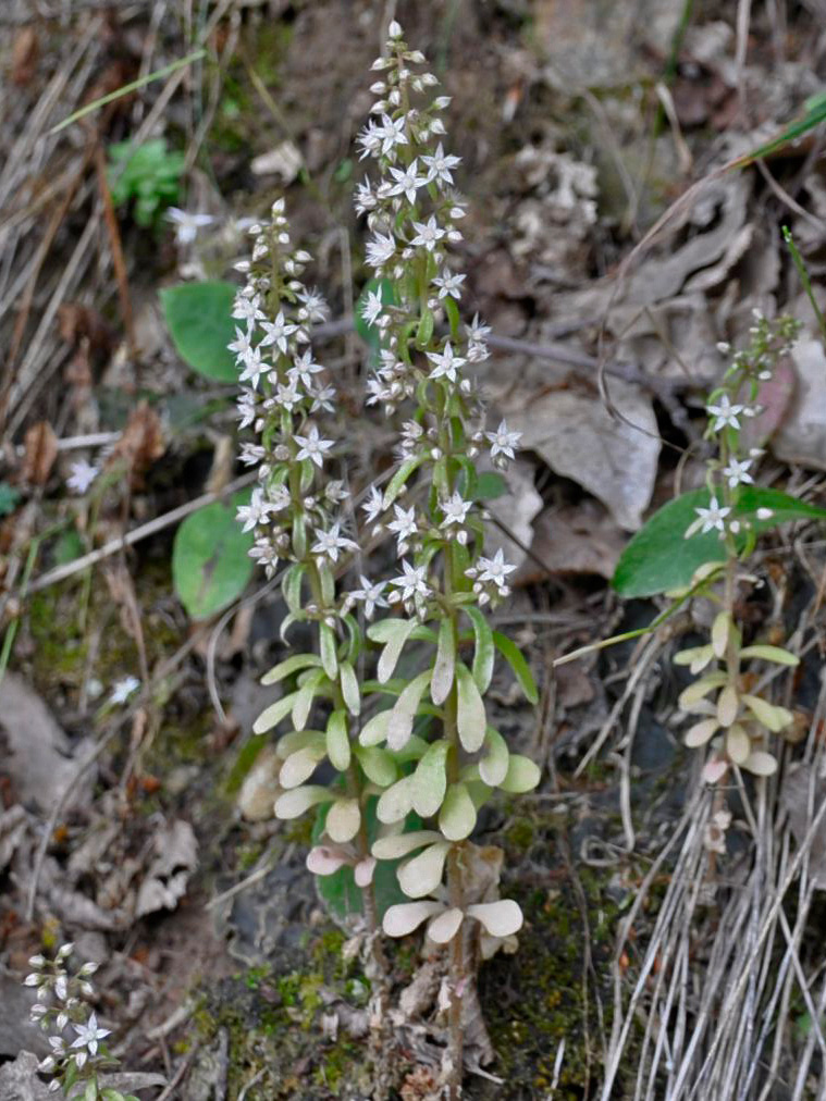 Изображение особи Sedum cepaea.