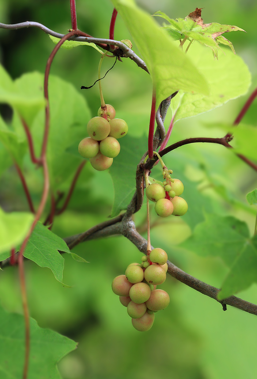 Изображение особи Schisandra chinensis.