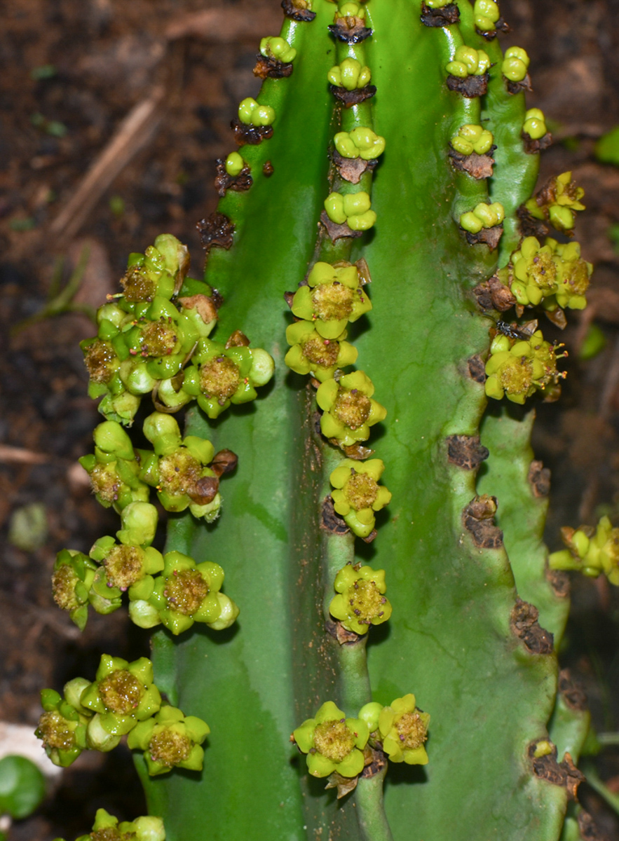 Изображение особи Euphorbia ingens.