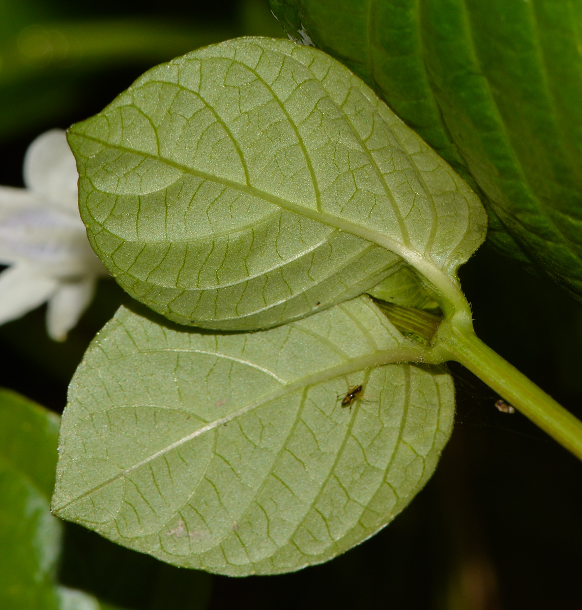 Image of Asystasia gangetica specimen.