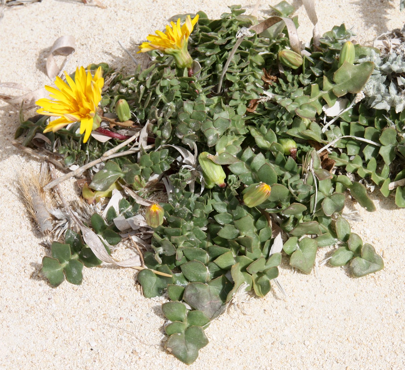 Изображение особи Hyoseris lucida.