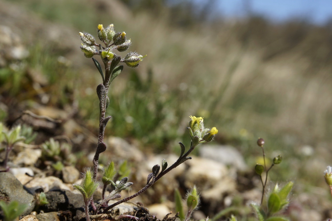 Изображение особи Alyssum smyrnaeum.