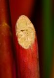 Thalia geniculata. Срез побега. Таиланд, о-в Пхукет, ботанический сад. 16.01.2017.