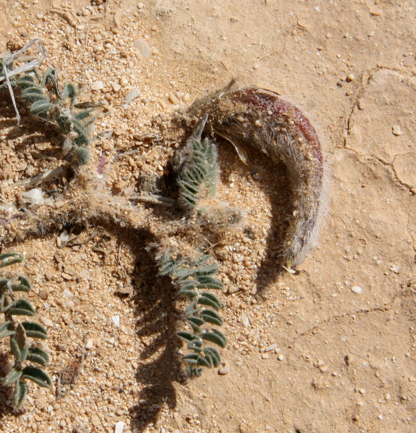 Image of Astragalus bombycinus specimen.