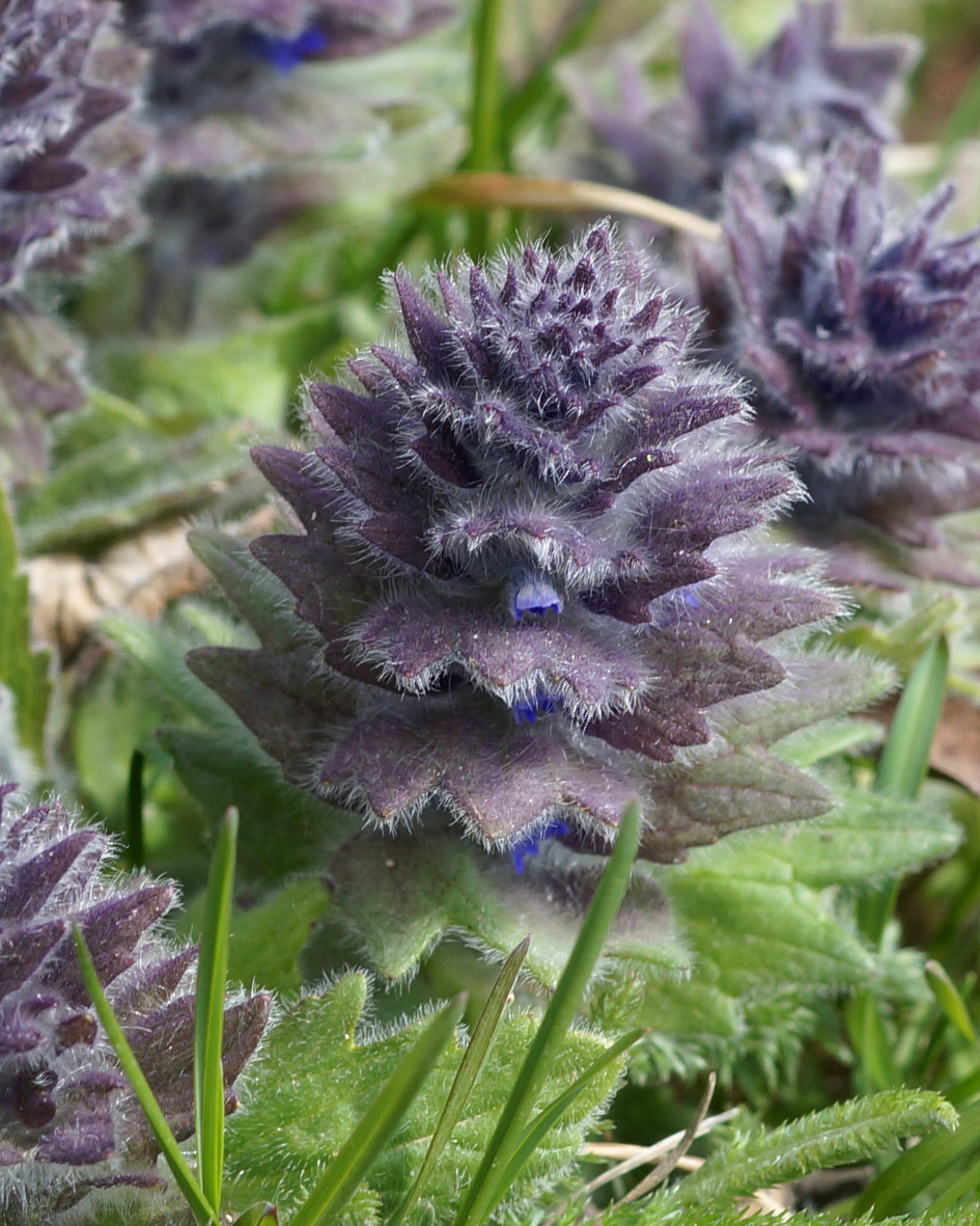 Image of Ajuga orientalis specimen.