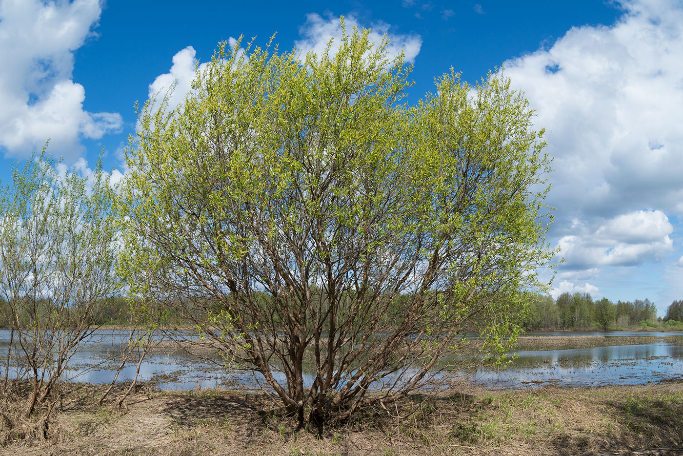 Изображение особи Salix triandra.