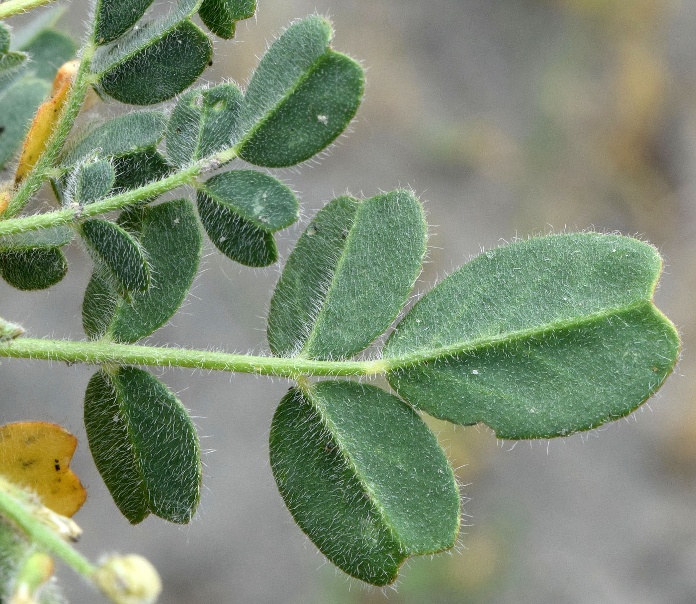 Image of Astragalus arpilobus specimen.