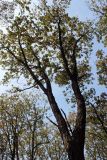 Quercus mongolica