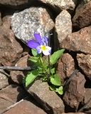 Viola tricolor