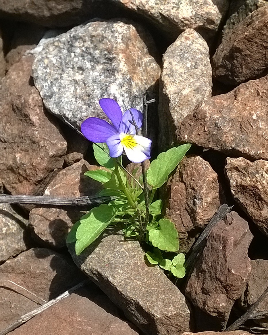 Изображение особи Viola tricolor.