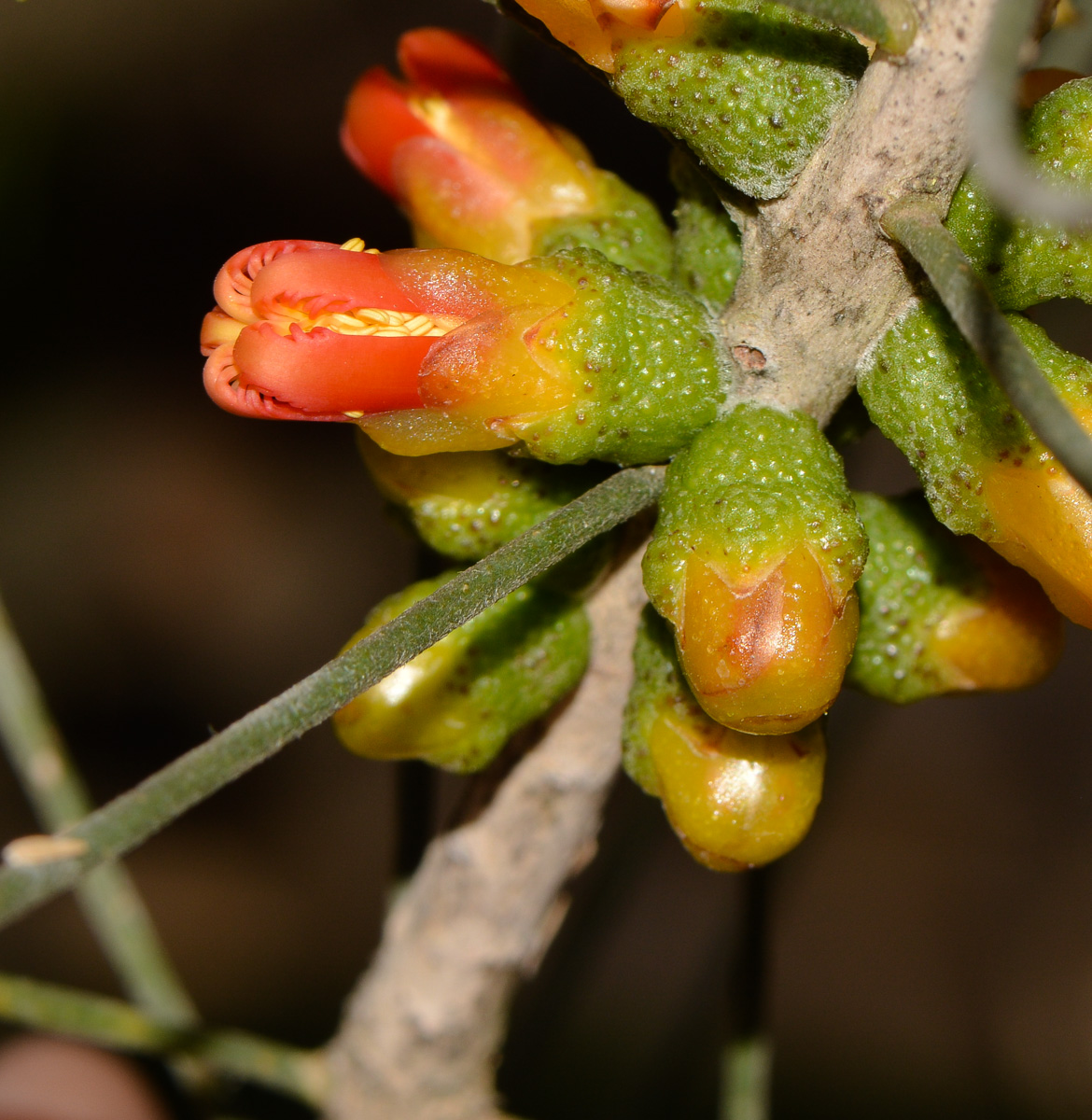 Image of Calothamnus gilesii specimen.