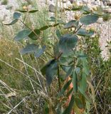 genus Euphorbia