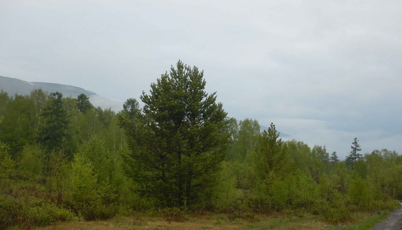 Изображение особи Pinus sylvestris.