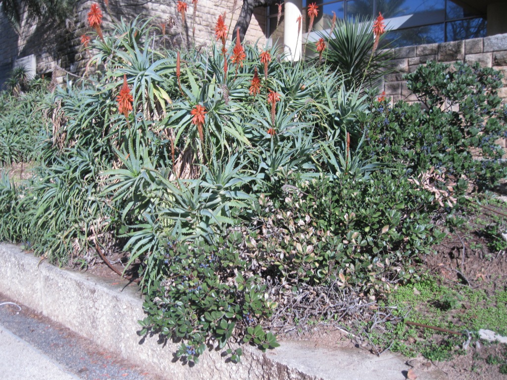Image of Aloe arborescens specimen.