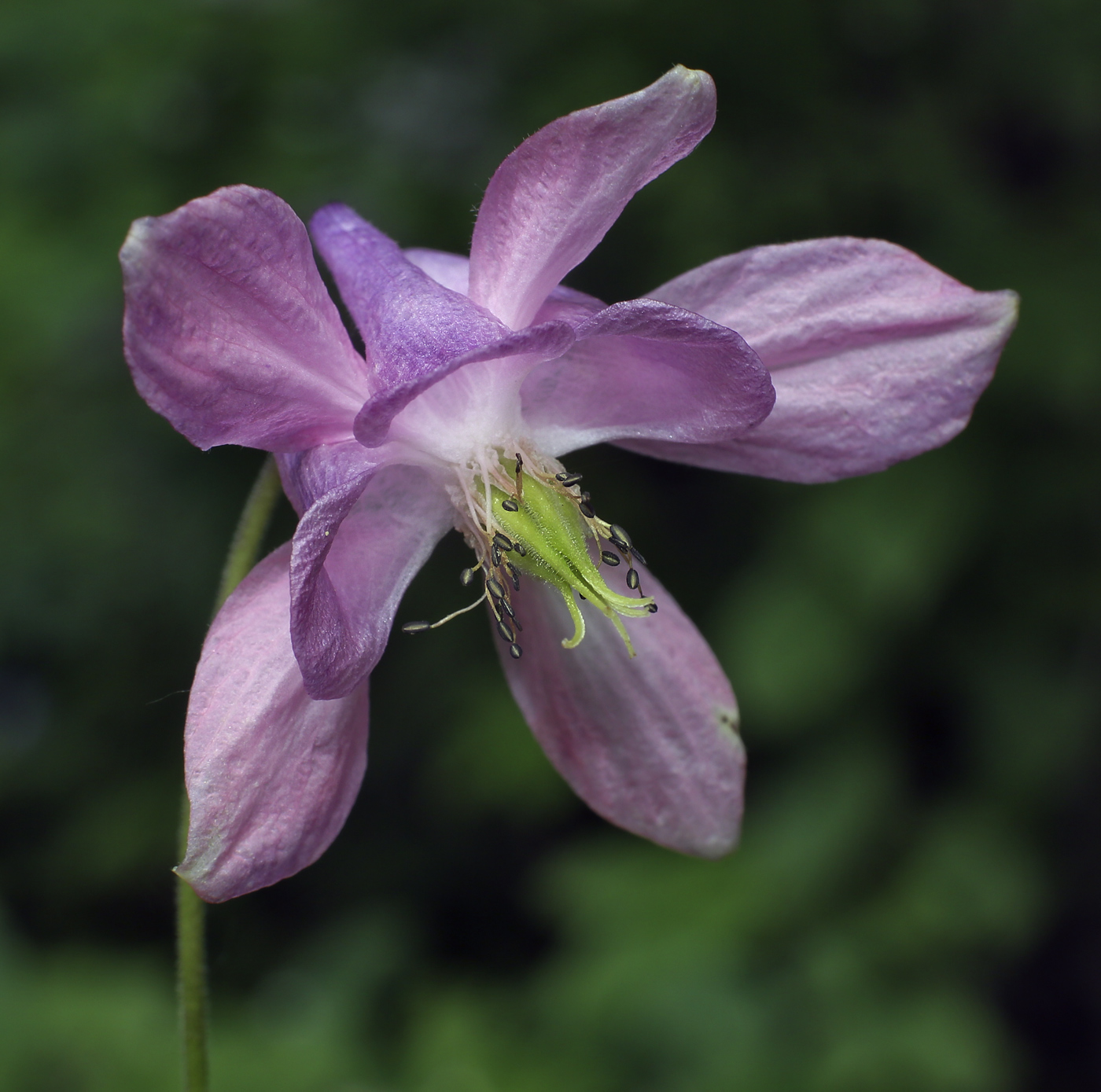 Image of Aquilegia vulgaris specimen.