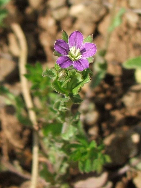 Изображение особи Legousia hybrida.